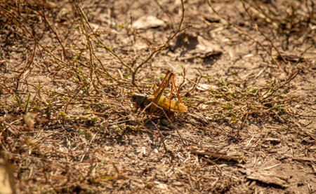 Grasshopper on the ground in the forest. Selective focus.の写真素材