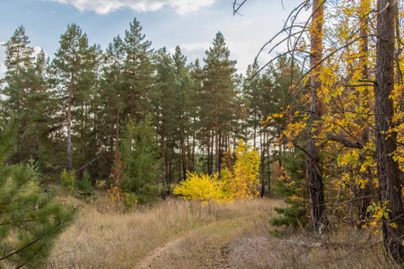 Autumn landscape in the forest with yellowed trees and dirt roadの写真素材