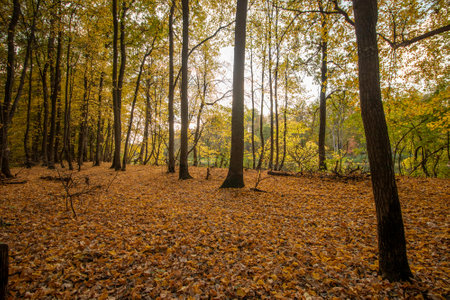 Autumn in the park. Beautiful autumn landscape with fallen leaves.の写真素材