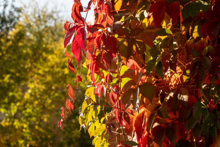 Autumn background with red and green leaves of wild grapes on a wallの写真素材