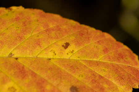 Close up of a yellow leaf on black background. Shallow depth of field