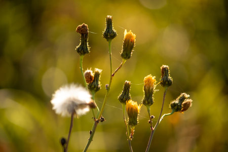Dandelion flower in the garden. Shallow depth of field.の写真素材