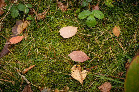 Fallen leaves on the green moss in the forest. Autumn backgroundの写真素材