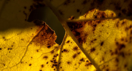 close up of a yellow autumn leaf on a dark background. macroの写真素材