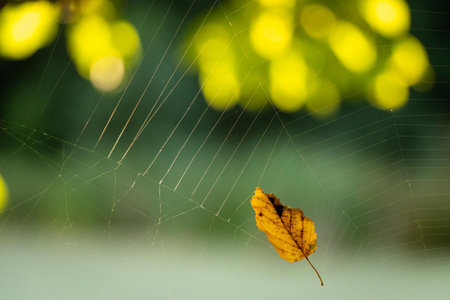 Autumn leaf on the spider web with bokeh background.の写真素材
