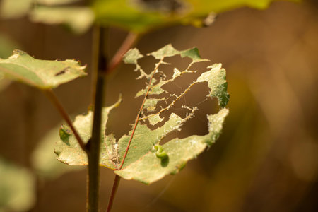 A closeup shot of a leaf eaten by insects on a treeの写真素材