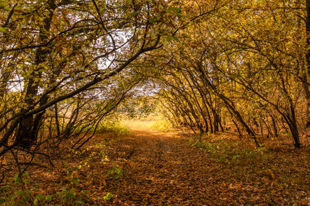 Autumn forest with yellow leaves and a path in the middle.の写真素材