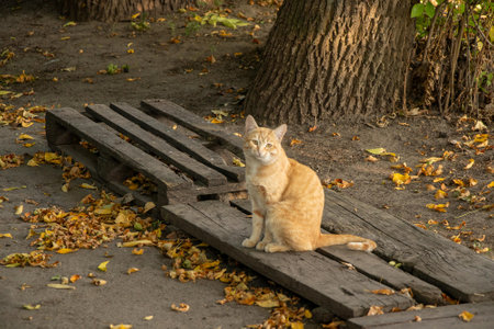 ginger cat sitting on a wooden bench in the park in autumnの写真素材