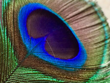 Macro image of peacock featherの素材
