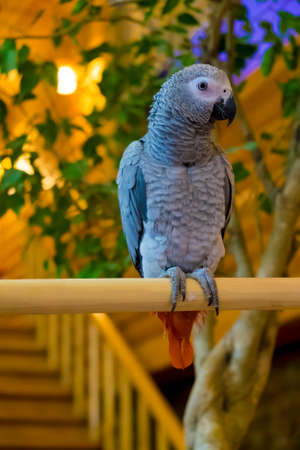 Grey parrot standing on wooden barの写真素材