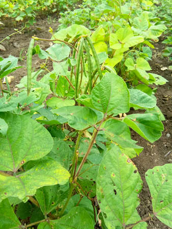 green long beans plant in farm