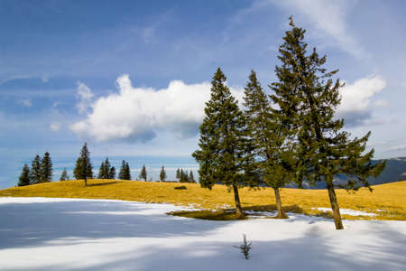 Lonely pine trees in winter dayの写真素材