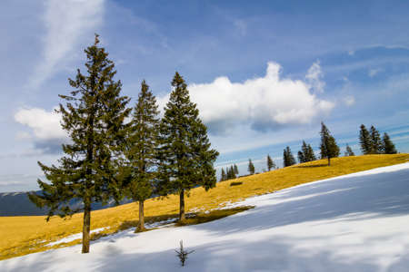 Lonely pine trees in winter dayの写真素材