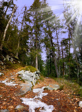 Footpath in mountain woods in late autumnの写真素材
