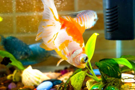 Aquarium fish goldfish is swimming in the water with green plantsの写真素材