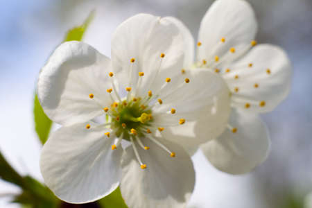 White cherry flower blossom in springの写真素材