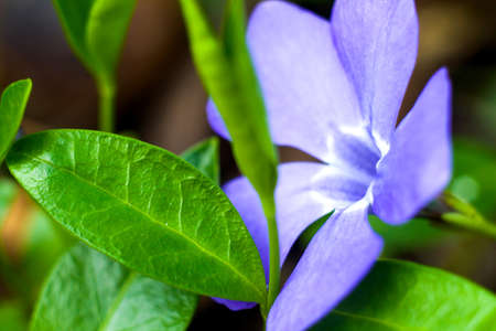 Little blue flower and green leaf macroの写真素材