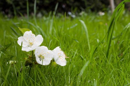 White cherry flowers on green grass in springtimeの写真素材