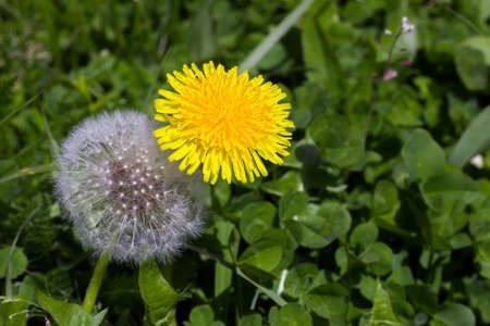 Yellow and white dandelion flowers together on green grassの写真素材