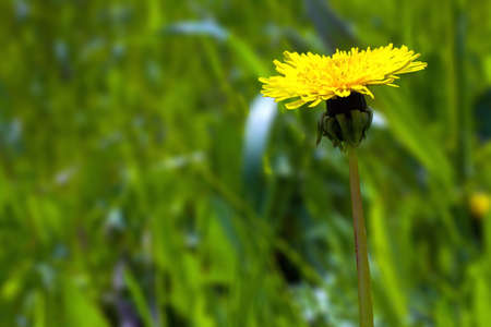Yellow dandelion flowers together on green grassの写真素材