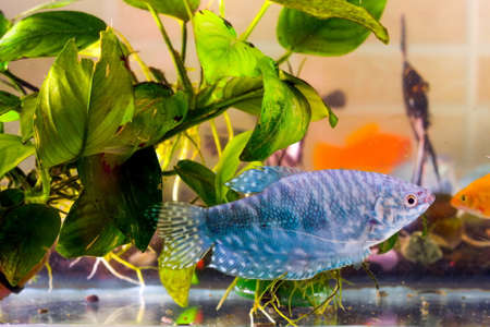 Aquarium fish is swimming in the water with green plantsの写真素材