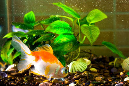 Aquarium fish goldfish is swimming in the water with green plantsの写真素材