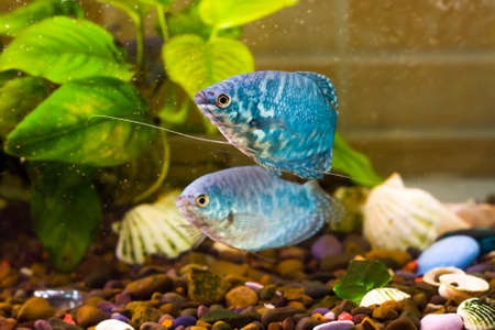 Aquarium fish is swimming in the water with green plantsの写真素材