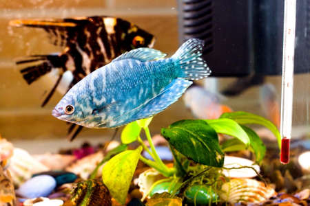 Aquarium fish is swimming in the water with green plantsの写真素材