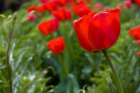 pink tulip on green blurred backgroundの写真素材