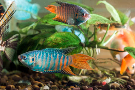 Aquarium fish is swimming in the water with green plants