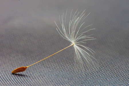 Dandelion seed on grey textured backgroundの写真素材