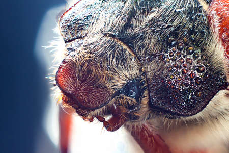 Chafer  beetle macro closeup with water drop on eyesの写真素材
