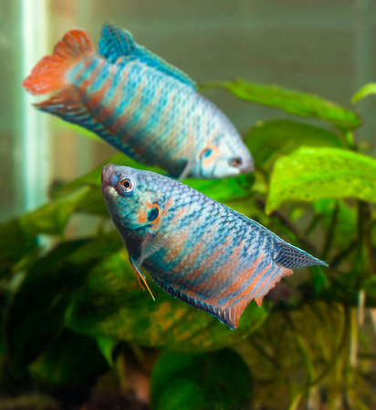 Two aquarium fish swimming circling around each otherの写真素材