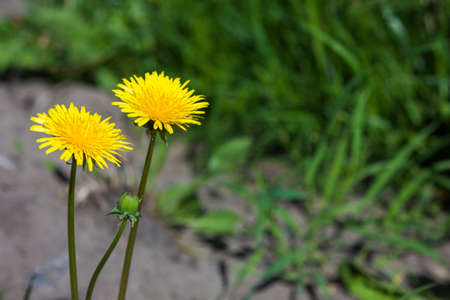 Yellow dandelion flowers on green grassの写真素材