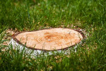 stump of a tree in green grassの写真素材
