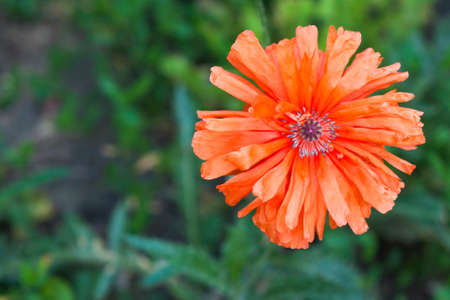 Red flower blurred backgroundの写真素材