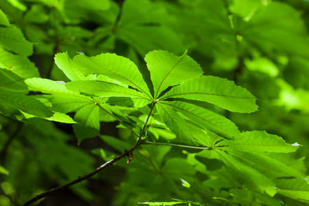 Fresh green chestnut tree leaf blurred backgroundの写真素材