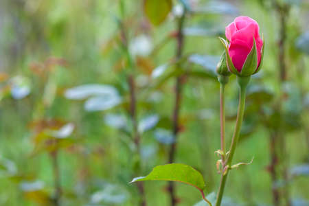 Pink rose flower on blurred green backgroundの写真素材