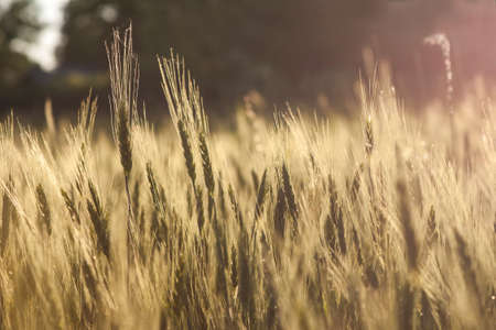 Yellow wheat field closeup vintage effectの写真素材