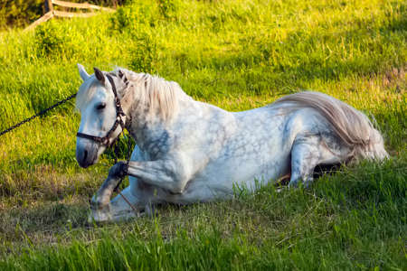 Beautiful  white horse lying in green grassの写真素材