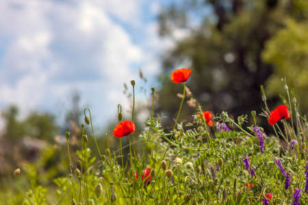 Red poppy flowers blurred background blue sky green grassの写真素材