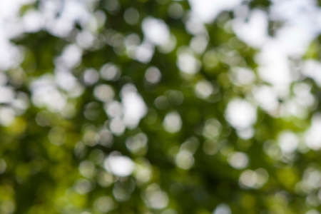 Abstract bokeh green circles backgroundの写真素材