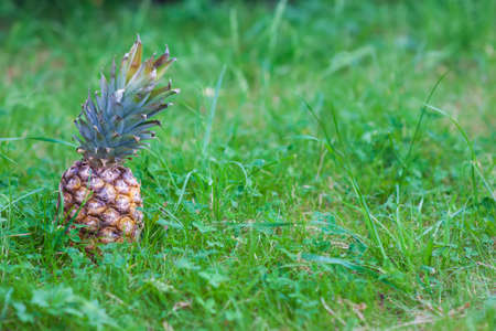 Ripe pineapple in green grassの写真素材