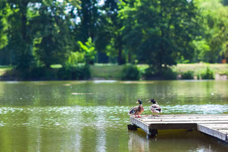 Two ducks resting on a wooden wharf on a sunny dayの写真素材
