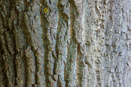 Bark of old tree close upの写真素材