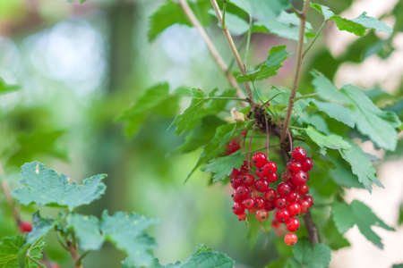 Little red berries under green leaves closeup