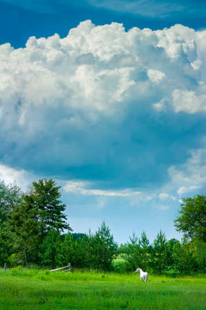 Lonely white horse on green pasture field on a sunny day with blue sky and white puffy clouds vertical panoramaの写真素材