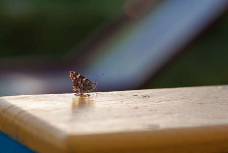 Little butterfly seating on yellow board blurred backgroundの写真素材