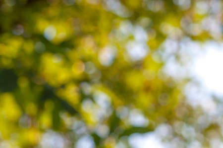 Abstract bokeh green circles backgroundの写真素材