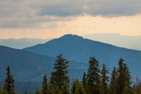 Panorama of sunset in Carpathian mountains with tops of pine trees